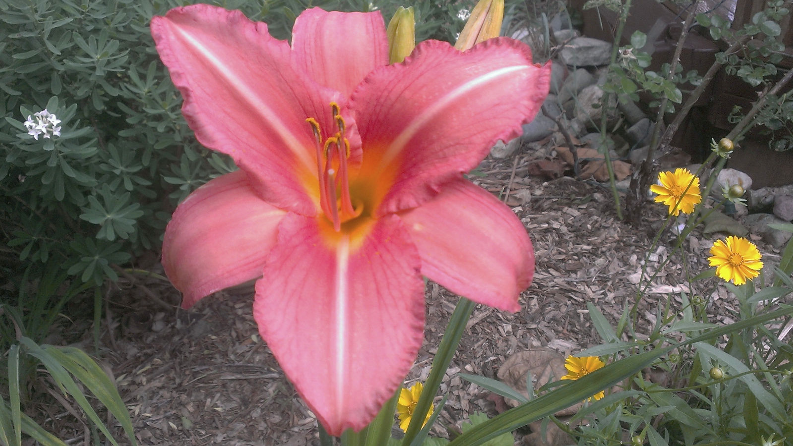 Daylily